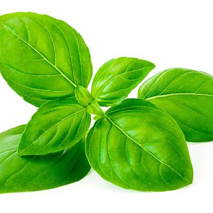 Manjericão Orgânico