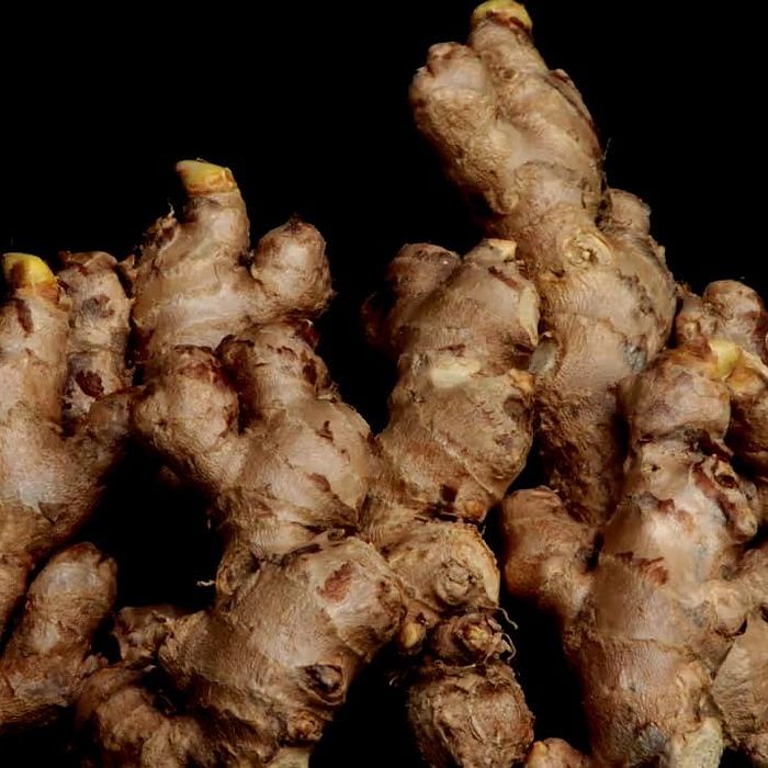 Gengibre - Reserva Botânica