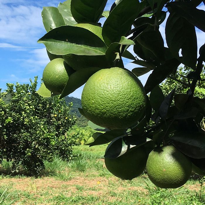 Limão Tahiti - Reserva Botânica