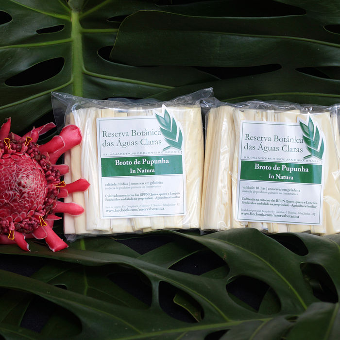 Broto da Folha de Pupunha