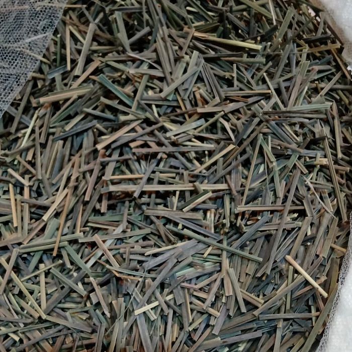 Chá de canela de velho QN