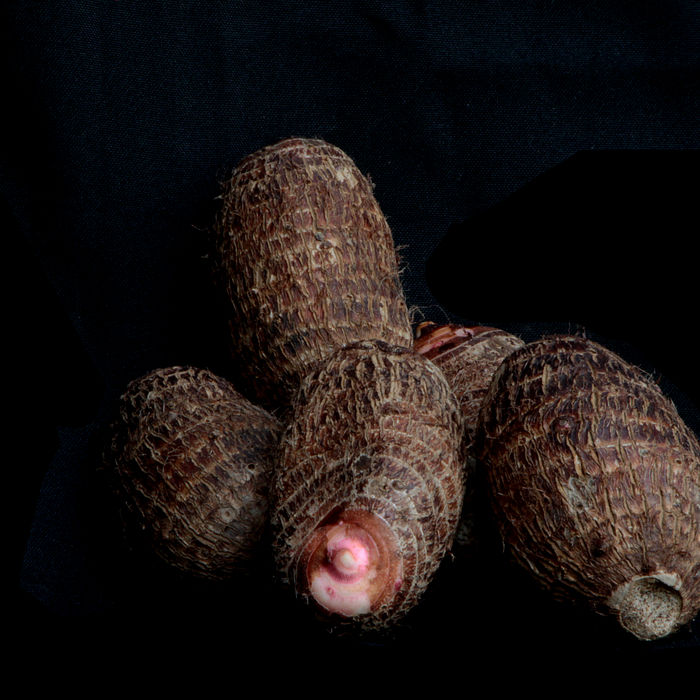 Inhame - Reserva Botânica