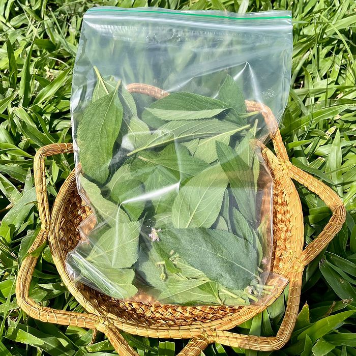 Erva Cidreira_folhas e flores de Melissa_Sítio Samburá