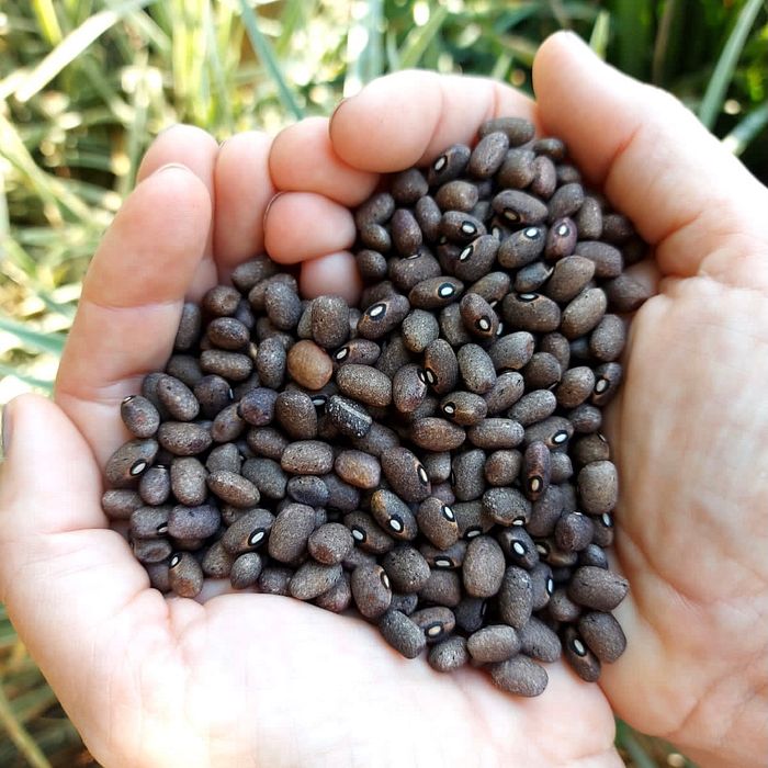 Feijão Cinza Miudinho