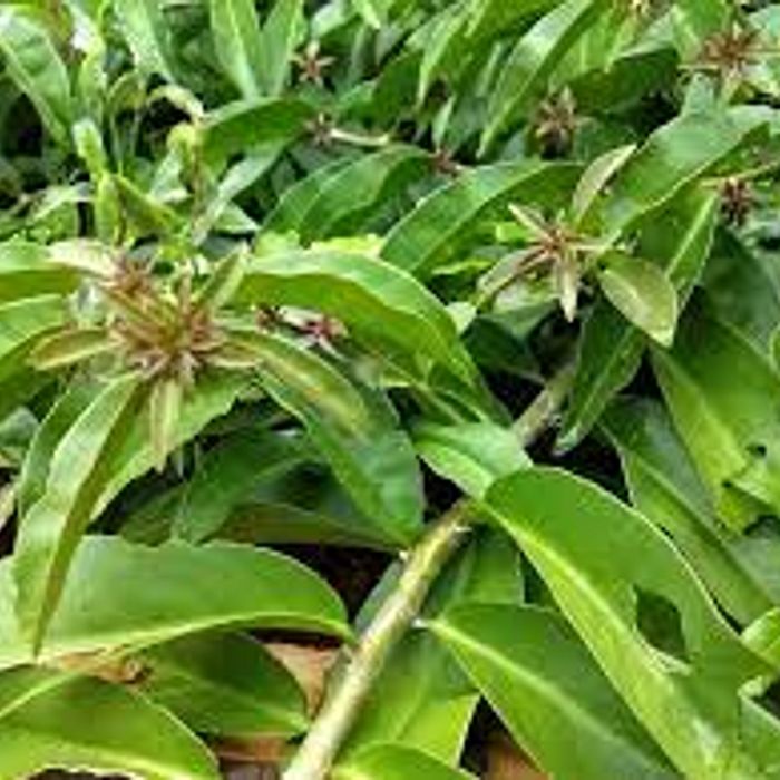 Ora Pró Nobis folhas frescas (pct)