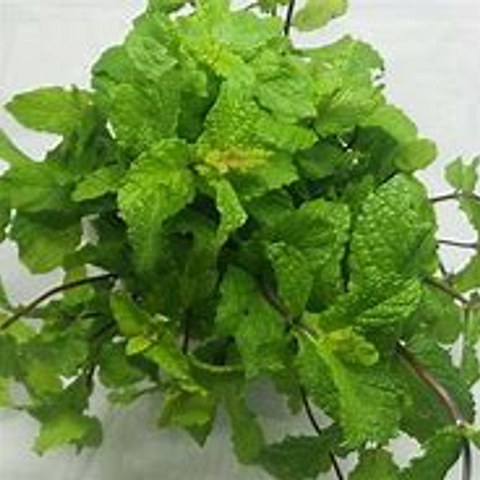 Hortelã Miúda (mç)