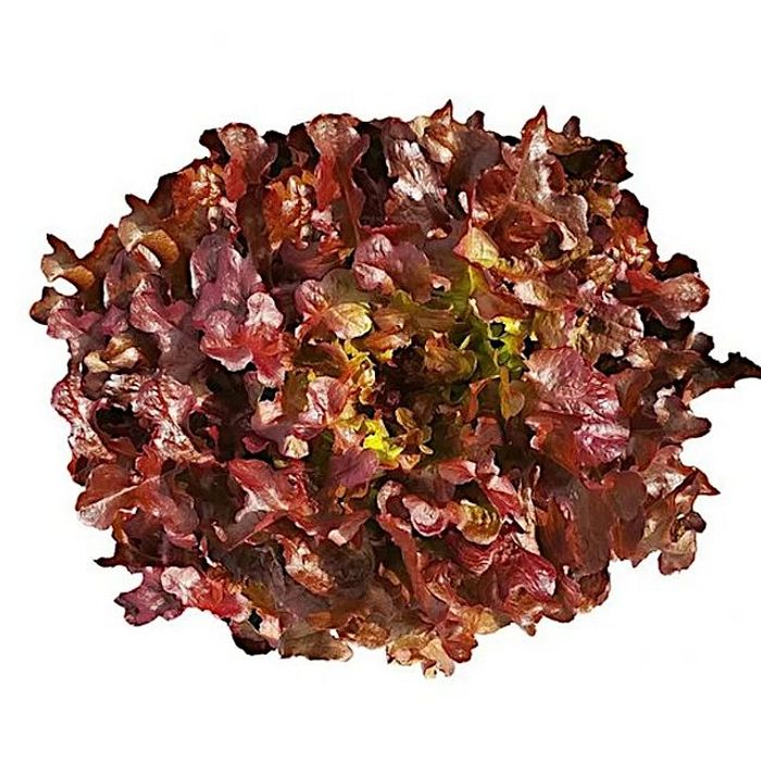 Alface Francesa Roxa (un)