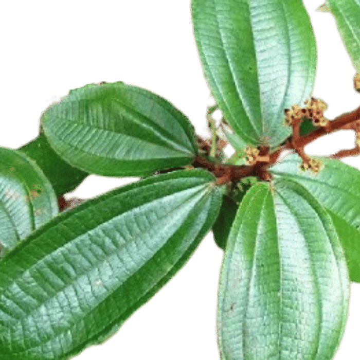 Canela de Velho Folhas Frescas