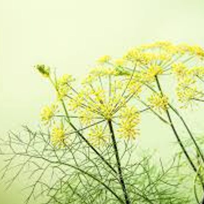 Erva Doce Cachos Frescos  (mç)