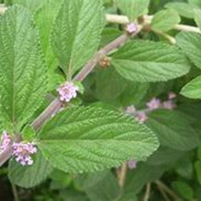 Erva Cidreira Folhas Frescas