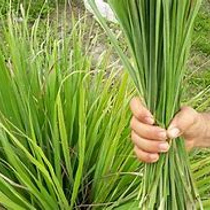 Capim Santo Folhas Frescas