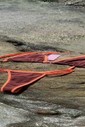 CONJUNTO: TOP SIMPLE E CALCINHA SUZY COCOA CONJUNTO: TOP SIMPLE E CALCINHA SUZY COCOA