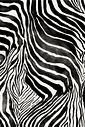 Calça lenço zebrado preto e branco Calça lenço zebrado preto e branco