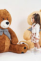 Conjunto Bebê Menina Ursa Funny Days Beli.me