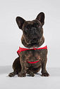 VESTIDO/BODY E ACESSORIO PET VM MARTE/VM MARTE