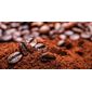 Café Agroflorestal Diamante da Chapada MOÍDO GRANEL – 100g Café Agroflorestal Diamante da Chapada MOÍDO GRANEL – 100g