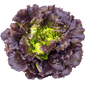 Alface Roxa Orgânica