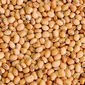 Feijão Corda Orgânico 500g Feijão Corda Orgânico 500g