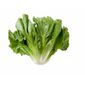 Escarola Orgânica Escarola Orgânica