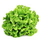 Alface Mimosa Verde Orgânica Alface Mimosa Verde Orgânica