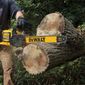 Eletroserra DeWalt DCCS670B 60V Sabre 16" Sem Bateria e Carregador