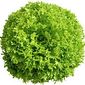 Alface Frisée Orgânica (un.)