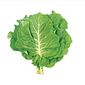 Couve Verde Orgânica Maço (300gr.) Couve Verde Orgânica Maço (300gr.)