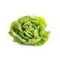 Alface Lisa Orgânica