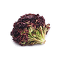Alface Vermelha  Orgânica