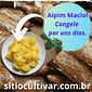 Aipim Orgânico Descascado Lavado e Congelado