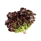 Alface Vermelha Orgânica