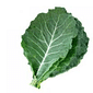 Couve Orgânica Couve Orgânica