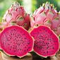 Pitaya Pink Orgânica