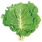 Couve Verde Orgânica