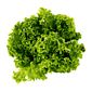 Alface Crespa Verde Orgânica