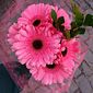 Buquê de Flores Gérbera Pink