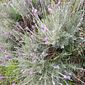 Lavanda