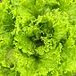 Alface crespa verde
