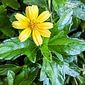 Insulina vegetal