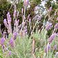 Lavanda