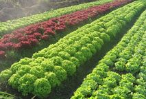 Diferença de frutas legumes e verduras