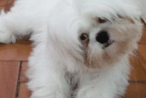 Cachorros:  pode  X  não pode