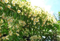 14 receitas com ora pró nobis