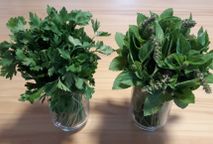 RECUPERE SALSINHA, MANJERICÃO ETC