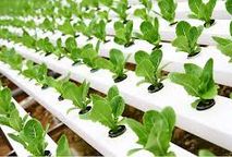 Hidropônicos: CUIDADO!