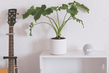 Alexa: 3 passos para conectar no seu amplificador