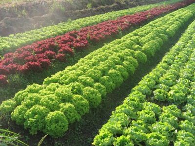 Banner Diferença de frutas legumes e verduras