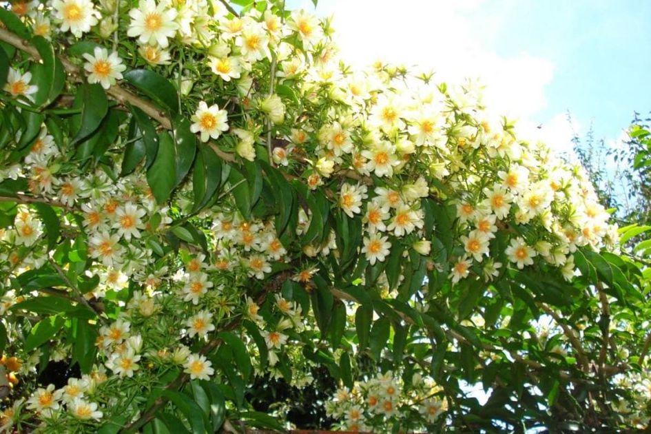 Banner 14 receitas com ora pró nobis