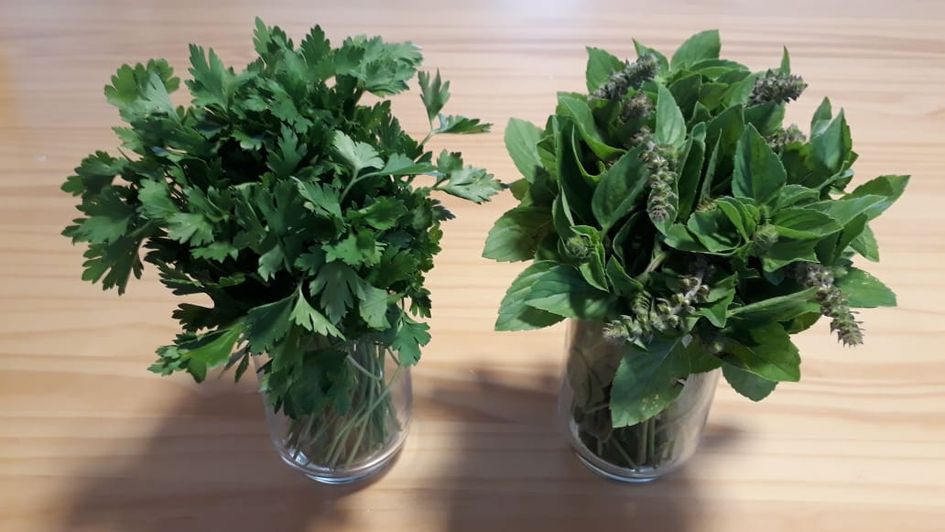 Banner RECUPERE SALSINHA, MANJERICÃO ETC