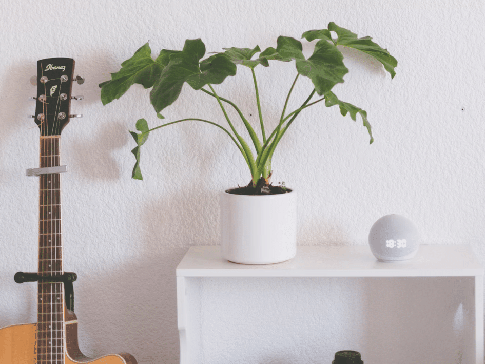 Banner Alexa: 3 passos para conectar no seu amplificador